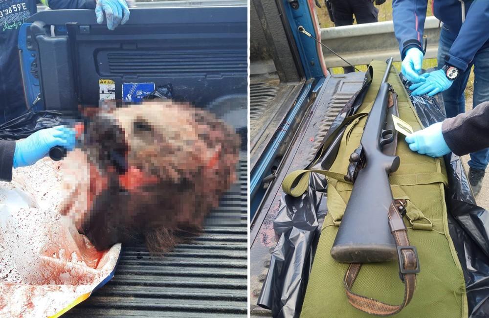 FOTO: Žilinskí policajti chytili českých pytliakov, ktorí viezli zastrelenú medvedicu