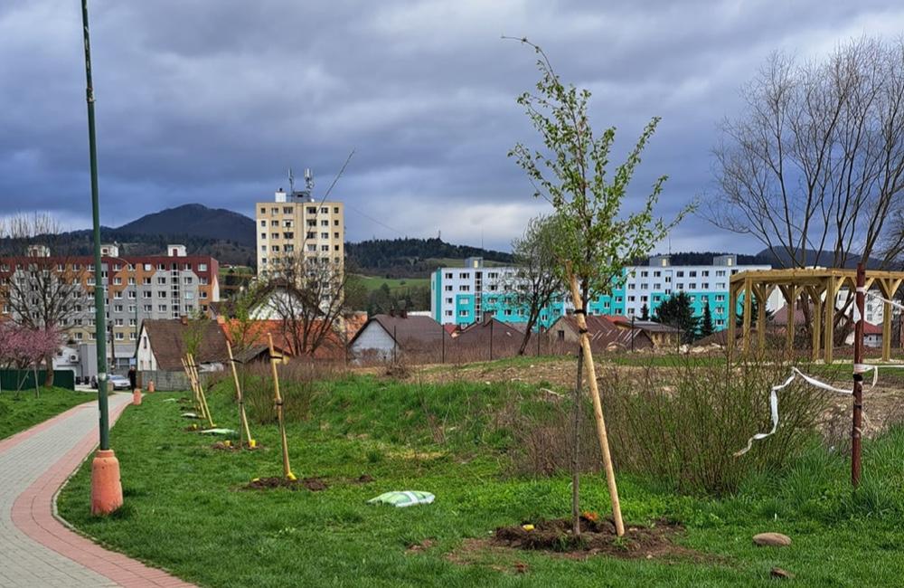 Po štyroch rokoch čakania vysadili v Kysuckom Novom Meste vyše 80 nových stromov