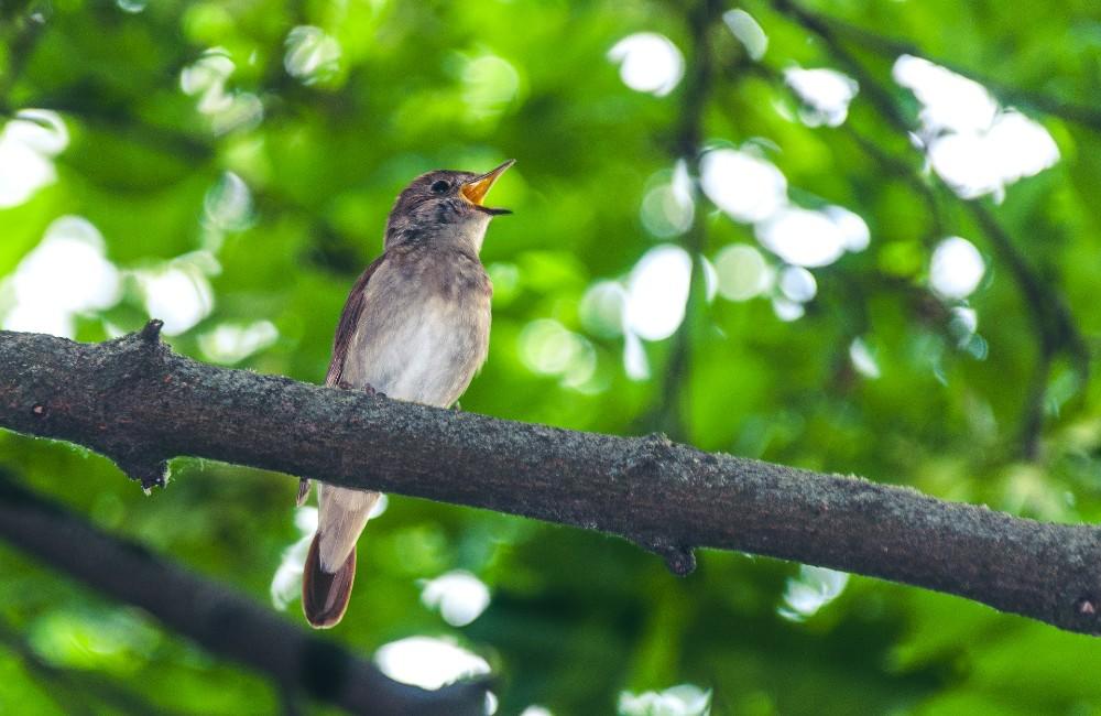 Privítajte počas prvomájového rána vtáčí spev ozývajúci sa z korún stromov v Budatínskom parku