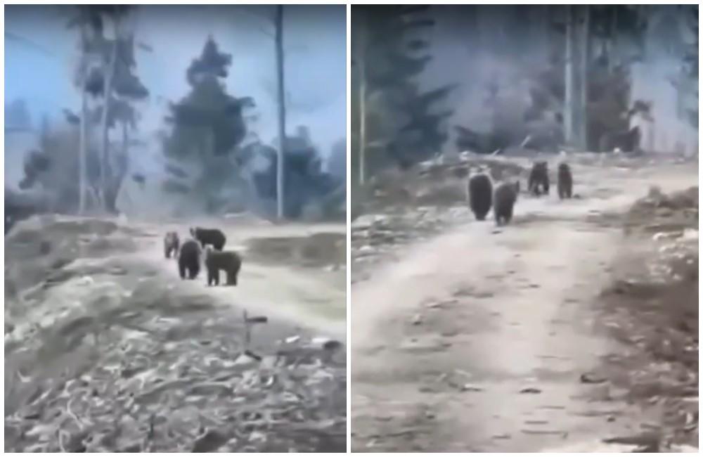 VIDEO: Dvojica pri behu v lese nad obcou Varín narazila na skupinu medveďov
