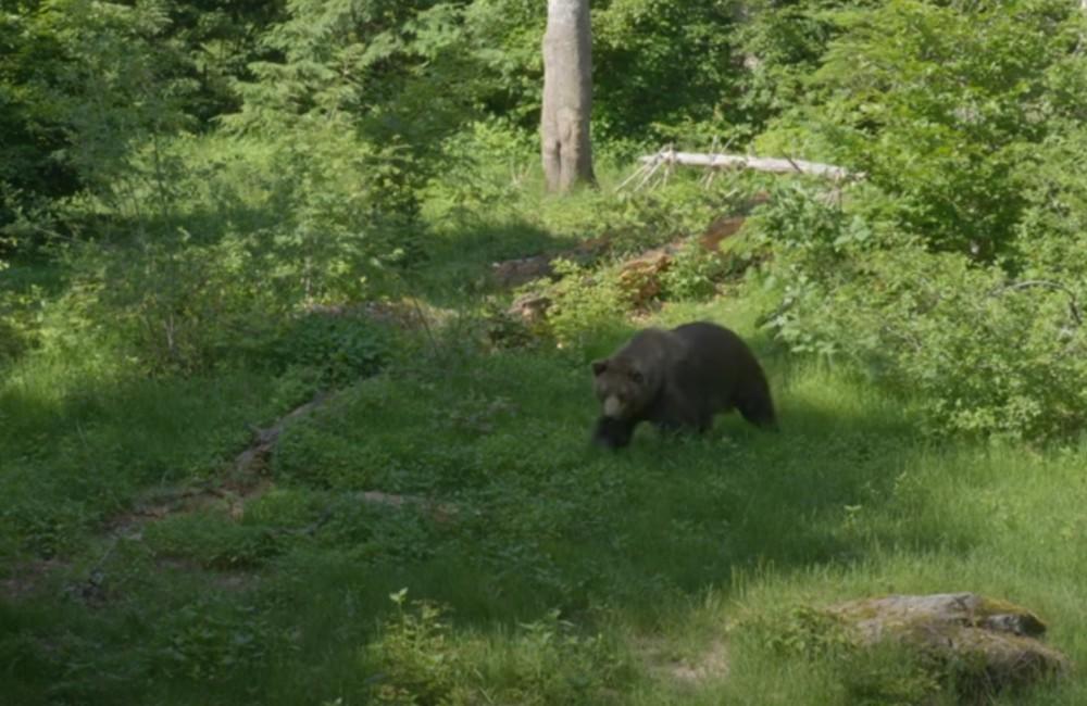 VIDEO: V Turí aj Turčeku stretli obyvatelia medvede priamo na cestách. Ochranári radia, ako sa správať v lese