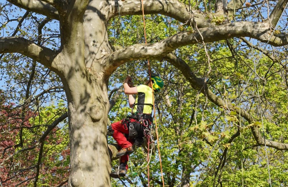 FOTO: V žilinských mestských parkoch ošetria 417 dospelých stromov, práce začali už tento týždeň