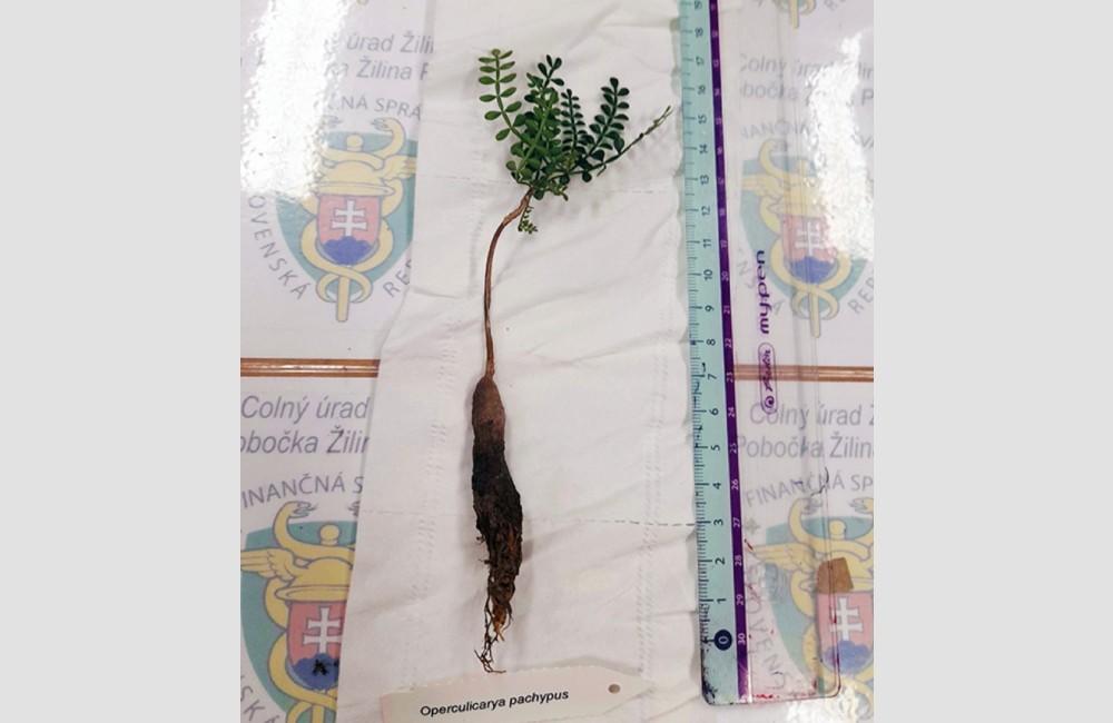 Foto: Na žilinskú poštu dorazila vzácna rastlina z Thajska. Cez internet si ju objednal muž z Trenčína