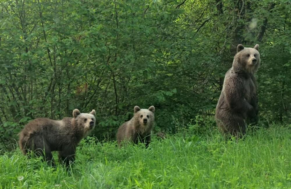 Pri ceste medzi obcami Vrícko a Kľačno sa počas rána prechádzala medvedica s dvomi mláďatami