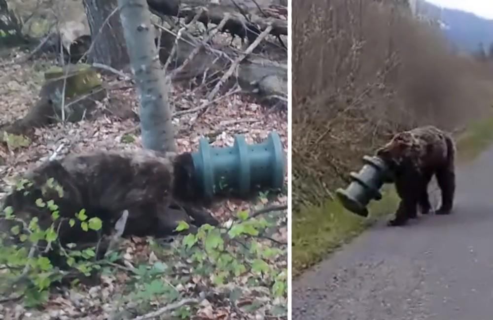 Foto: VIDEO: Medveď prešiel s vedrom na hlave z Liptova do Slovenského raja, 17 dní bol bez potravy