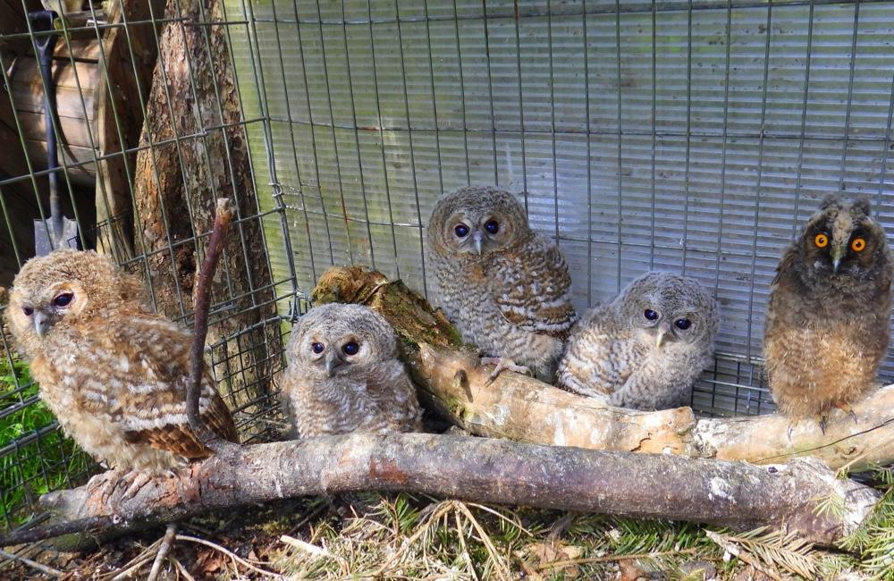 Desať sov zo Záchrannej stanice pre zranené živočíchy v Zázrivej sa už čoskoro vráti do prírody