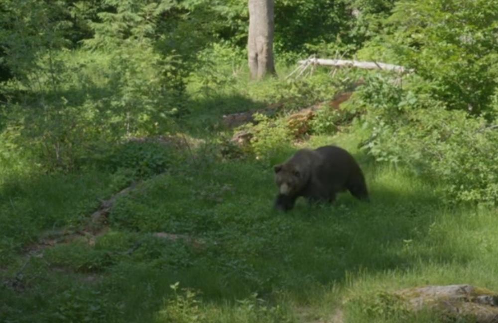 Na cintoríne v Ružomberku spozorovali medveďov. Porozbíjali tam svietniky a dekorácie