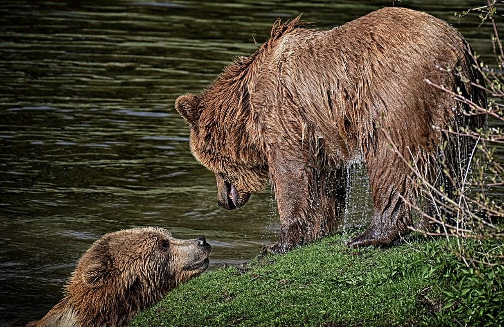 Primátor Ružomberka žiada o elimináciu problémových medveďov, poslal list ministrovi životného prostredia