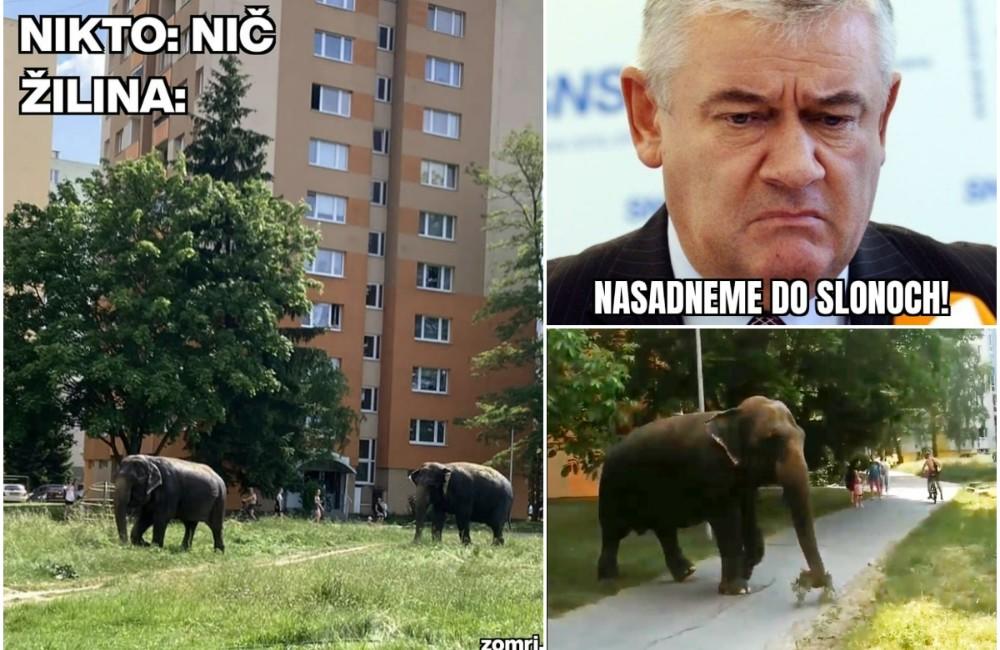 Slony na Sloninkách bavia celé Slovensko, kosia trávu a lovia medvede