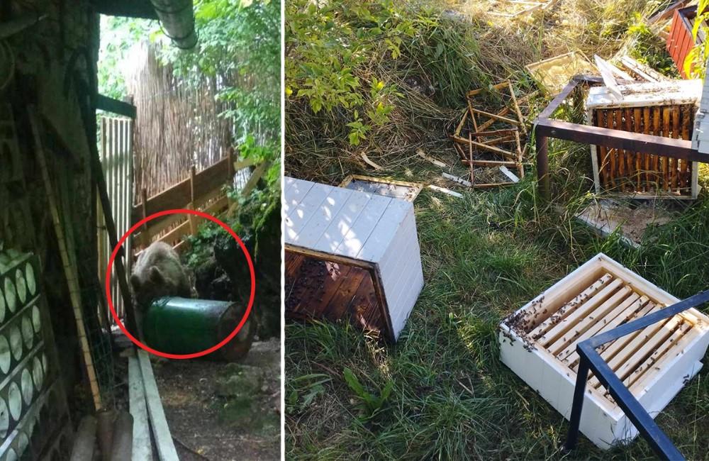 FOTO: Medvede v Turci ničia záhrady, dvory aj včelnice. Jedného zásahový tím usmrtil