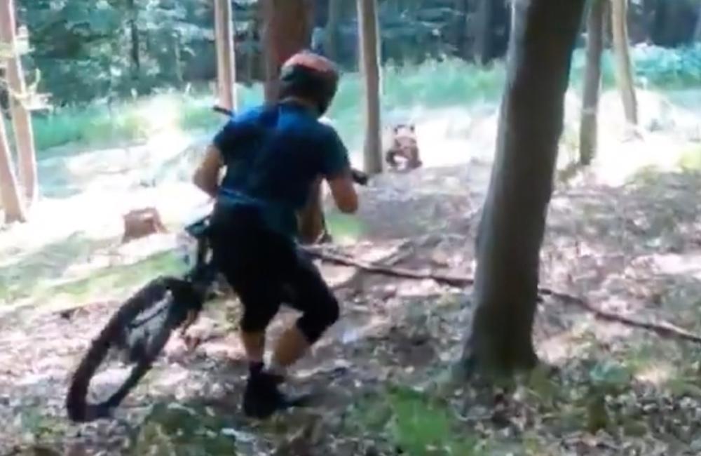 VIDEO: Cyklisti natrafili v lese v okolí Martina na medvediu rodinku. Tá sa za nimi rozbehla