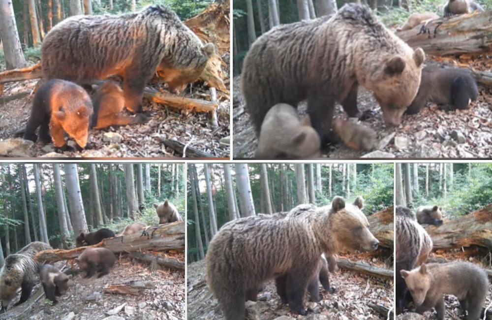 VIDEO: Fotograf z Kysúc zachytil na fotopascu medvedicu s piatimi mláďatami