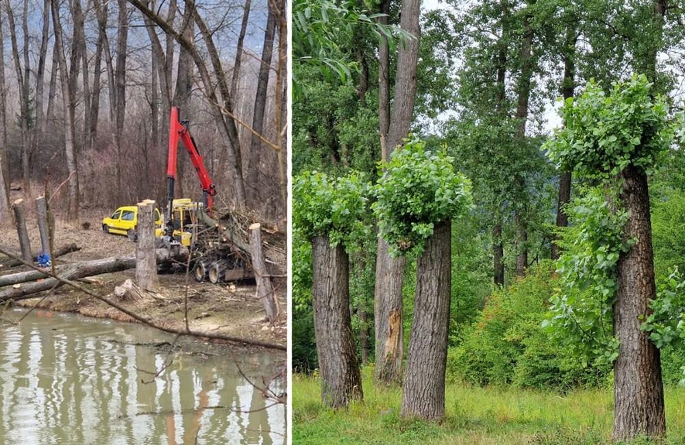 FOTO: Stromy pri žilinskom jazere zrezali, lebo ohrozovali ľudí. Dnes sa opäť zelenajú