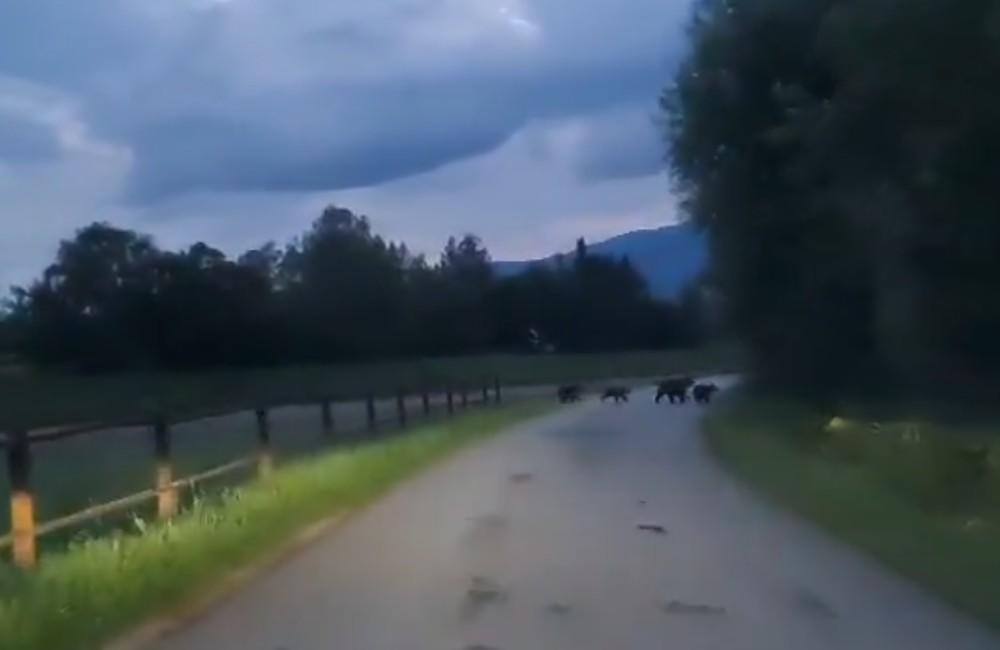VIDEO: Vodičovi v Sučanoch prebehla cez cestu štvorica medveďov