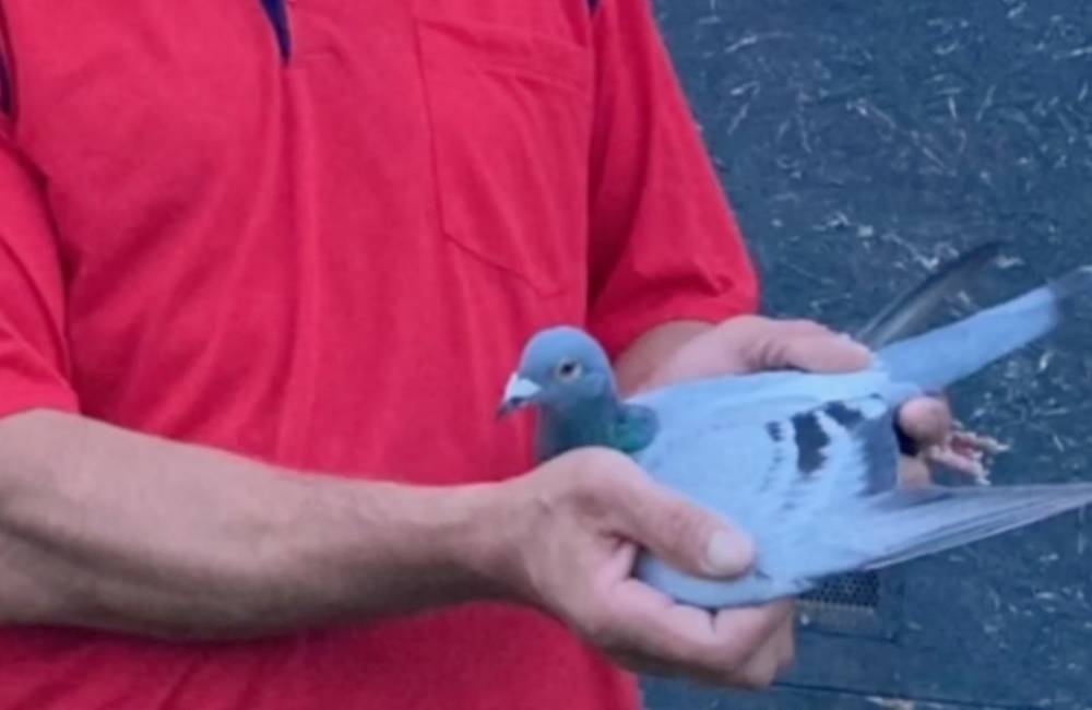 VIDEO: Medzinárodné preteky poštových holubov vyhrala holubica Berta z Oravy. Pozrite na tú rýchlosť!