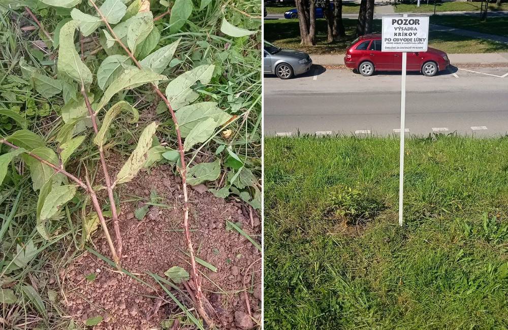 FOTO: Kosci zničili vysadené rastliny na Vlčincoch, firma napravila škodu