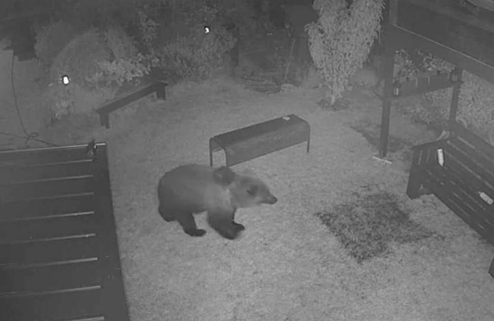 Medveď, ktorý mal na Liptove zaútočiť na chovateľa, bol odstránený zásahovým tímom