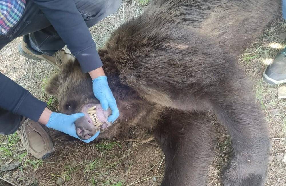 Mesto Ružomberok varuje občanov: Usmrtenie dvoch medveďov nepomohlo, stále chodia okolo domov