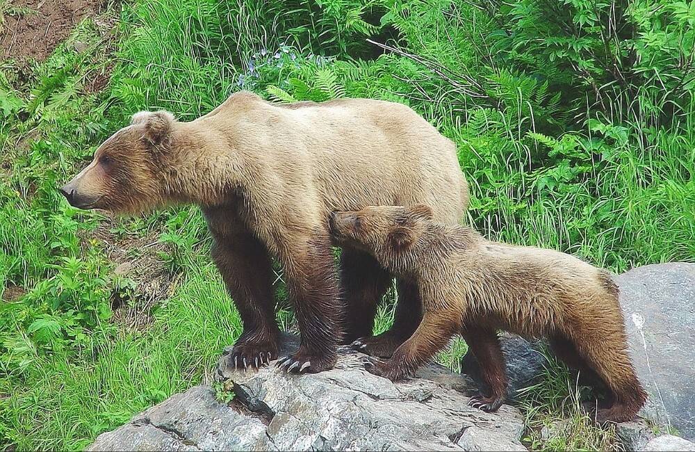 Deti videli v Bytči 4 medvieďatá: Mama, ale ja som cítil, že to bežalo vedľa mňa pri ceste v lese