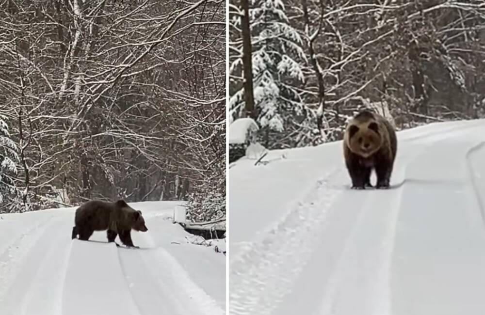 Nie všetky medvede v zime spia. Na turistike ich môžete stretnúť aj teraz