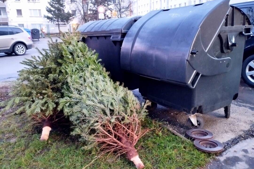 Mesto Žilina zabezpečí zber živých vianočných stromčekov. Vytvoria z nich kompost