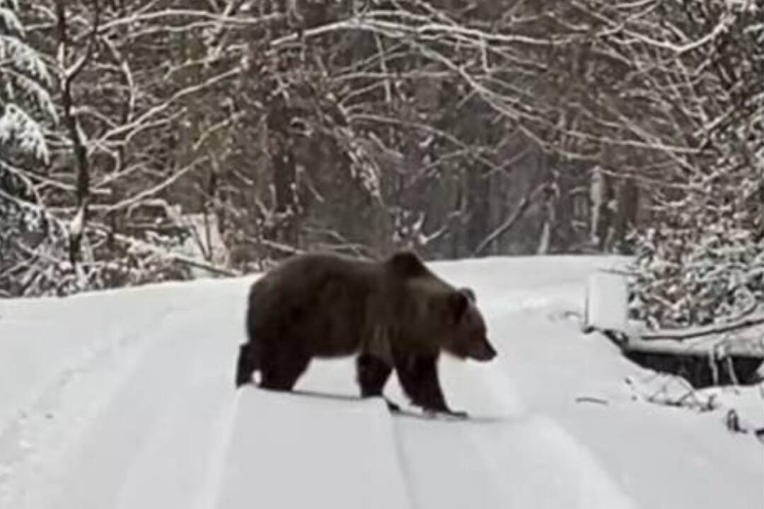 Na turistu vo Veľkej Fatre zaútočil medveď, muž skončil v nemocnici