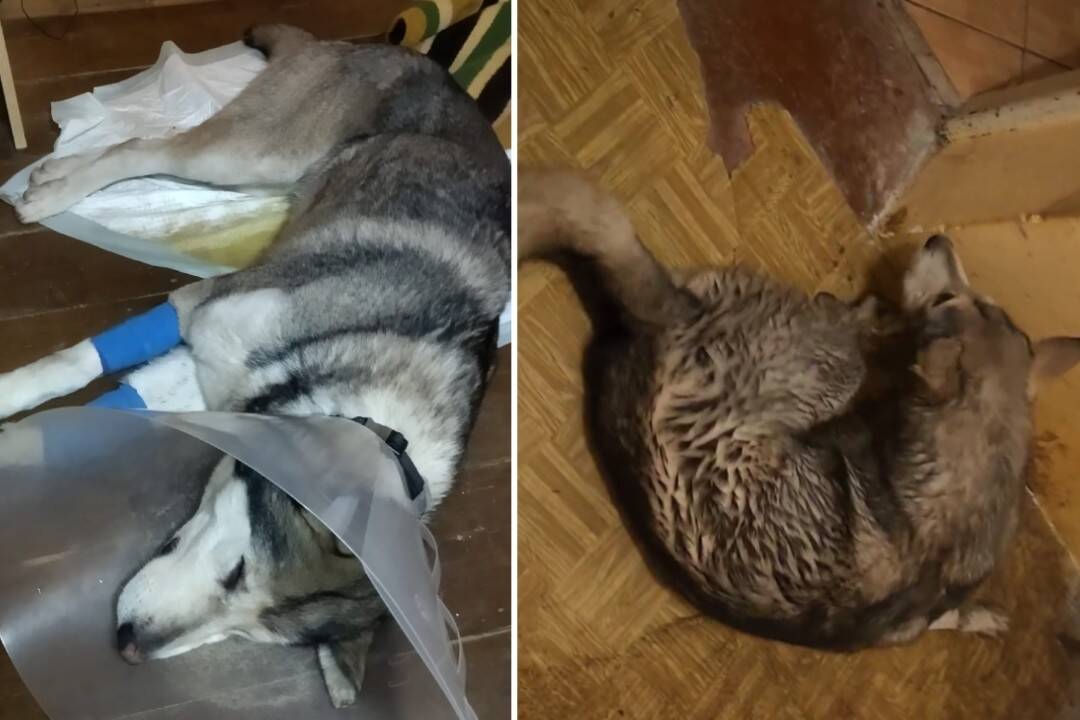 VIDEO: V Martine niekto otrávil psíky v rodinných domoch, skončili na veterine