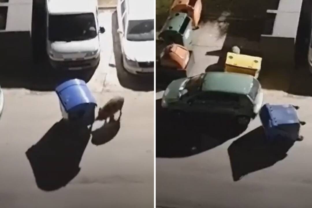 VIDEO: Diviak na Hájiku hral petang s kontajnermi, ako cieľ použil parkujúce auto