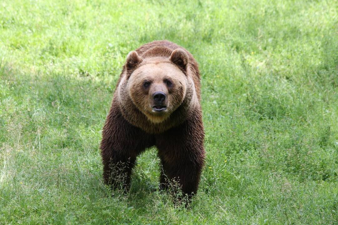 Strácajú medvede svoju plachosť? Žilina počas mimoriadnej situácie posilňuje hliadky v obytných zónach