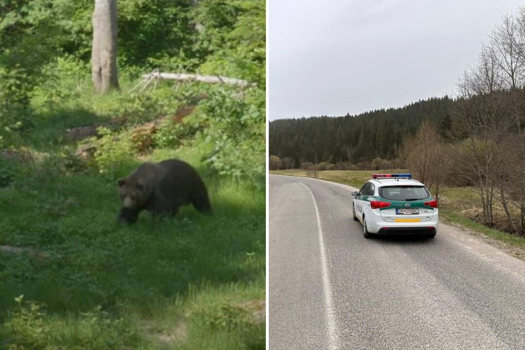 Po medveďovi, ktorý pohrýzol hasiča v Povine, pátra polícia aj zásahový tím. Ľudí vyzývajú k opatrnosti