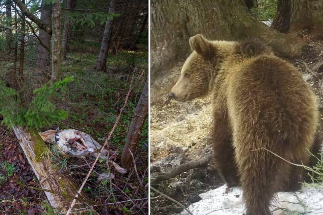 Na Liptove mohli zastreliť nesprávneho medveďa, My sme les podalo trestné oznámenie