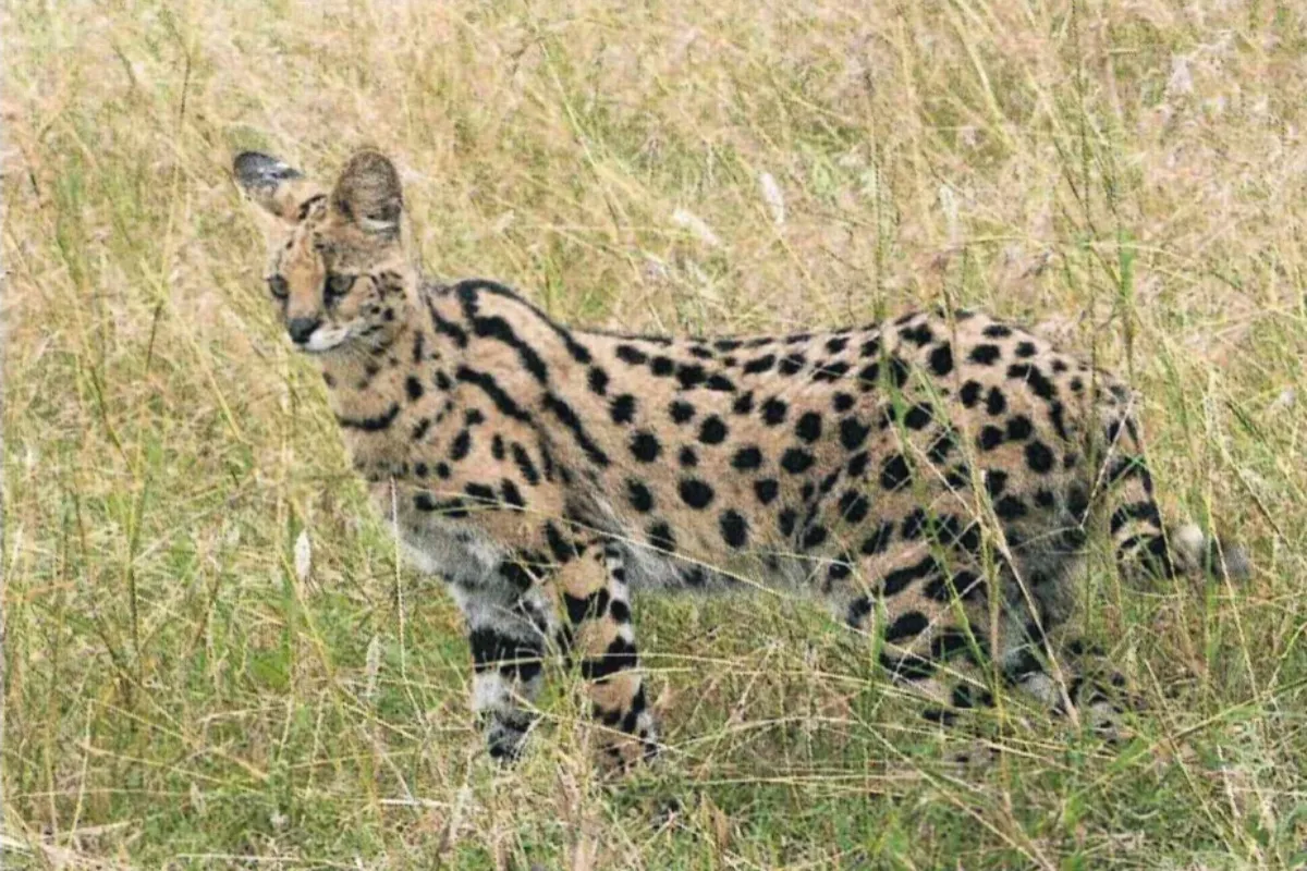 V Ranči pri Žiline môže pribudnúť nová exotická šelma. Rozhodovať budú aj mestskí poslanci