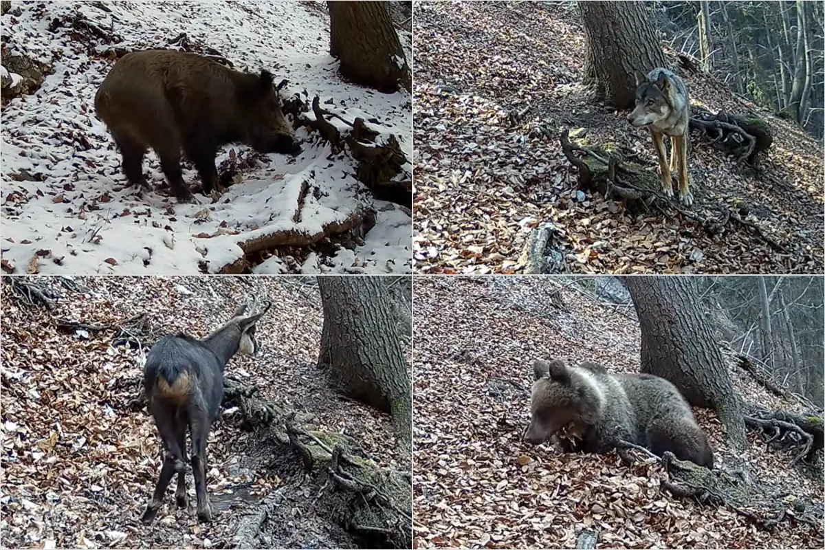 VIDEO: Fotograf nechal kameru vo Veľkej Fatre. Pózoval mu medveď, vlk, líšky, diviak a dokonca aj kamzíky