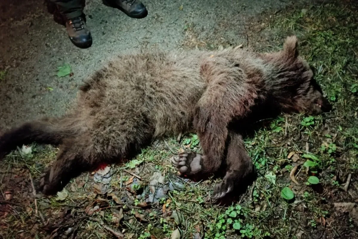 Starší medveď vošiel na železnicu v Turci. Prešli po ňom dva vlaky, z tela odobrali vzorky