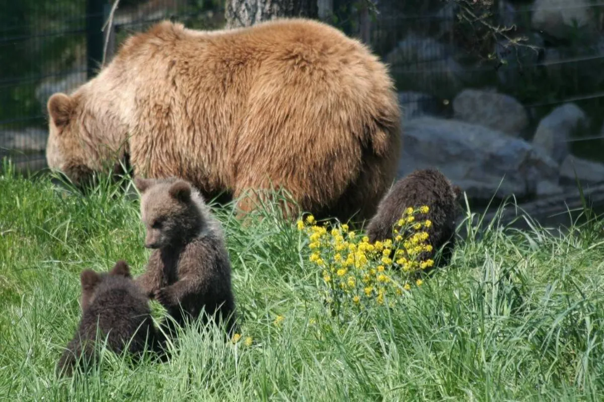 Cyklisti na Liptove stretli medvedicu s mláďatami. Postavila sa na zadné, ostali ju pozorovať