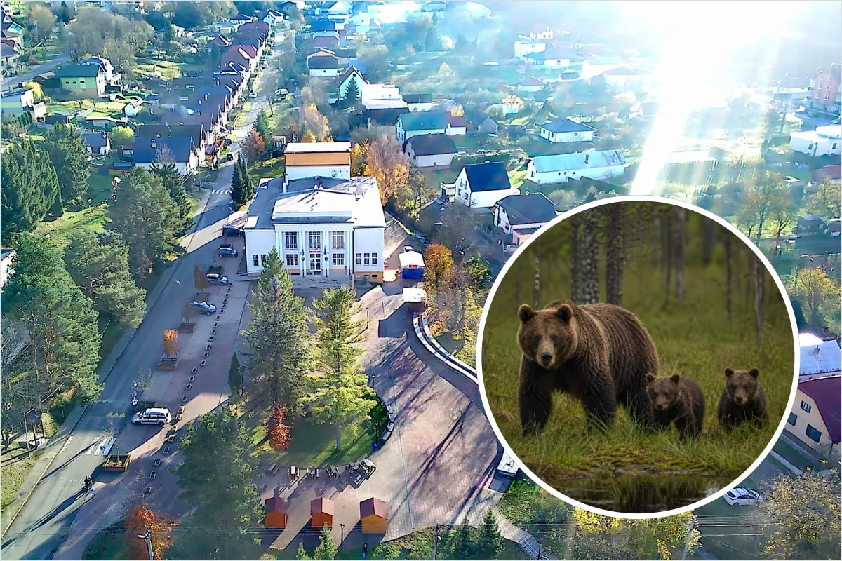 V obci v Žilinskom okrese hlásia medvedicu s mláďatami. Obec vyzýva na maximálnu opatrnosť