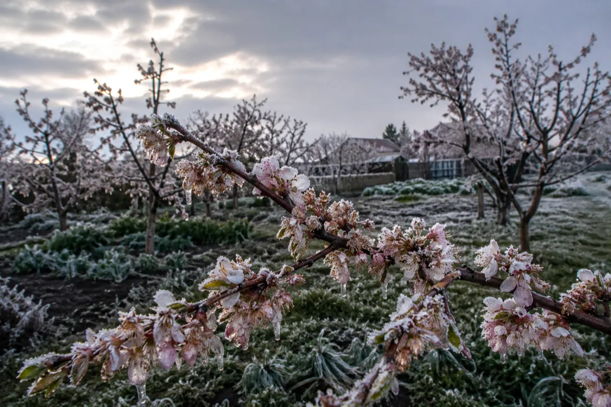 Koniec apríla prinesie nečakanú ranu pre záhradkárov a prírodu. Teploty v Žilinskom kraji klesnú na -7 °C