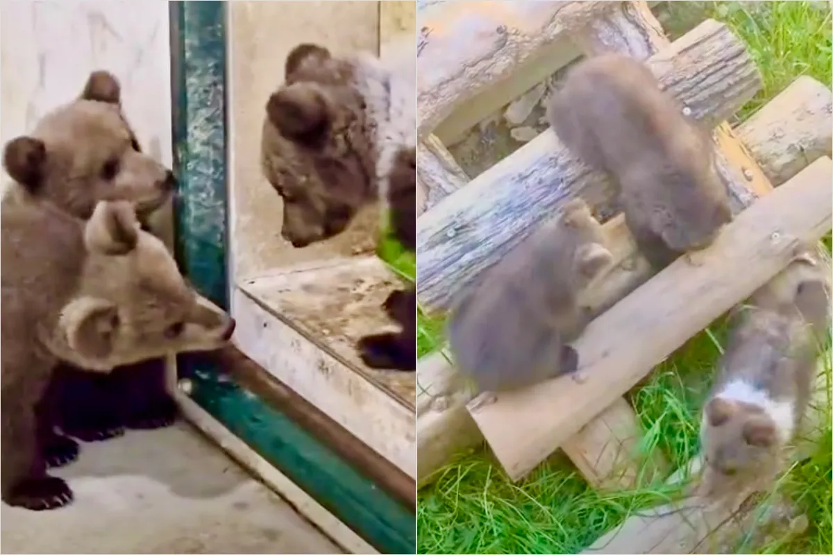 VIDEO: Bojnická ZOO spojila tri osirelé medvieďatá zo Žilinského kraja dokopy, pridala sa k nim Zora