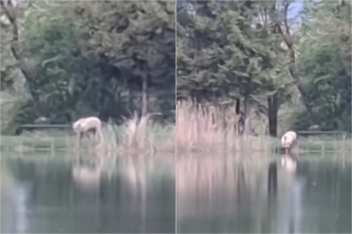 VIDEO: K obľúbenému rybníku v Turci sa vracia veľký medveď. Videli ho dvakrát, raz sa postavil na zadné