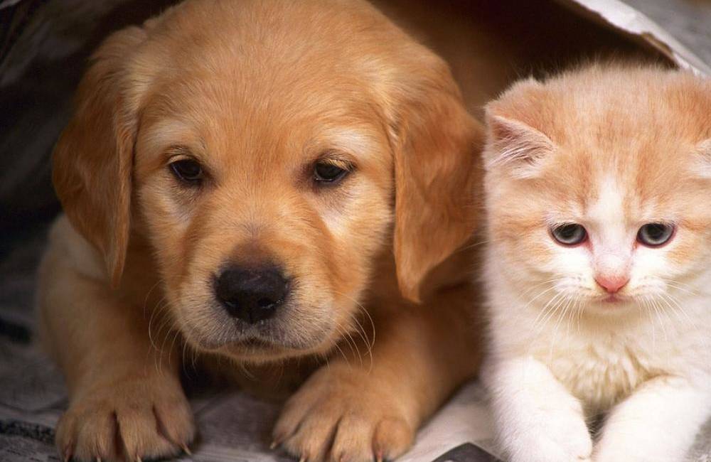 Foto: Hromadné očkovanie psov a mačiek proti besnote