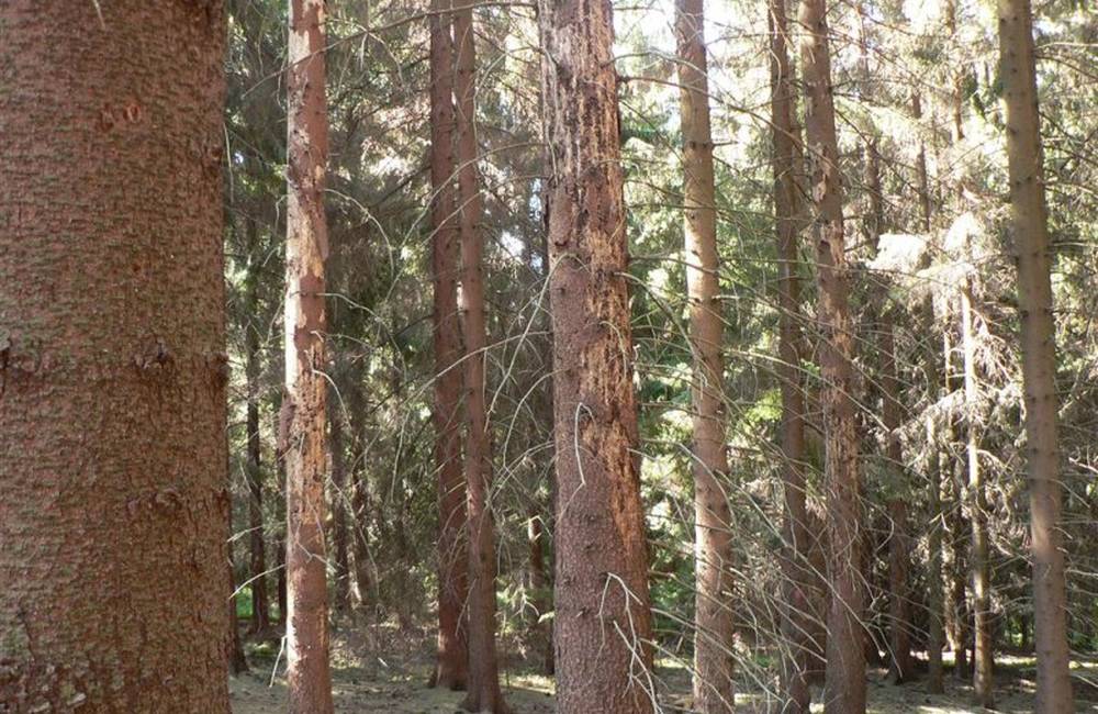 Foto: Muž v Zádubní objavil pri prechádzke lesom kostrový nález