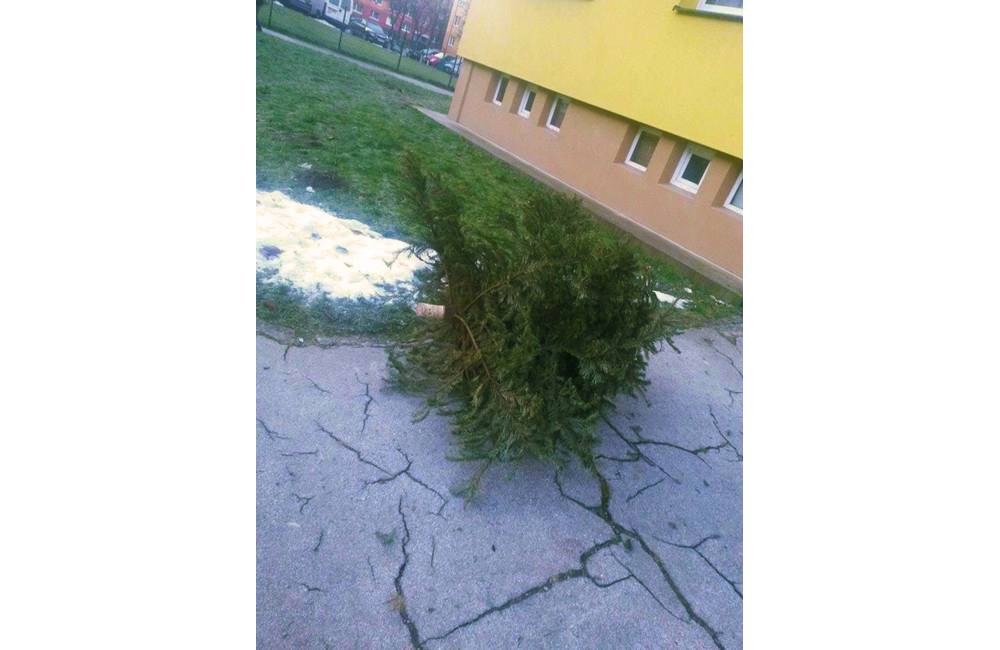 Foto: Nevyhadzujte vianočné stromčeky z balkónov a okien!