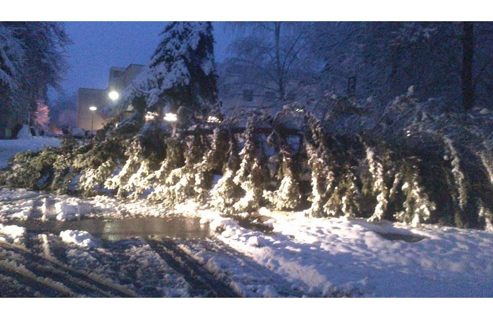 Foto: V noci padali stromy na cestu na viacerých miestach v Žiline