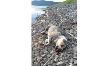 Pri vychádzke na vodnom diele našli mŕtveho psa, mestská polícia im však nepomohla