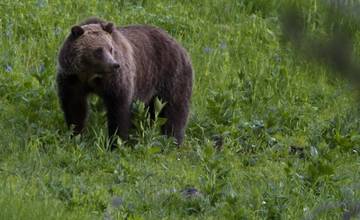 Obyvatelia v Trnovom spozorovali medveďa v blízkosti obytnej zóny