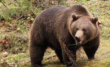 Muža uhryzol vo Vrícku medveď, na mieste zasahovala aj polícia