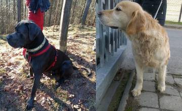 Našli sa tieto dva psíky, ktoré sa pravdepodobne báli pyrotechniky a ušli