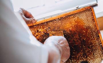 Ekocentrum Lesopark pripravilo bezplatný kurz pre začínajúcich včelárov