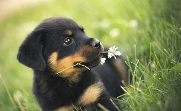 V Žiline sa podľa evidencie nachádza takmer 4300 psov
