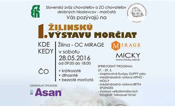 1. výstava morčiat v Žiline prebehne už 28.5.2016